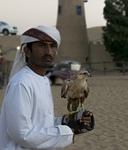 falcon, desert, emirates
